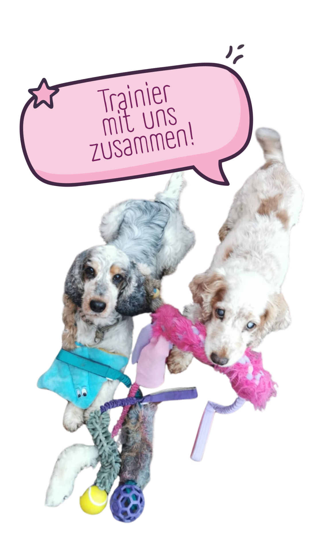 Unsere Hunde beim Spielen
